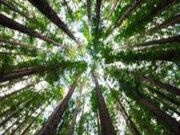 健康板材 | 品质家居，从好太太开始