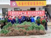 以树助力乡村振兴，7万株香杉苗赠村民