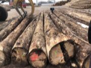 海南木材价格暴跌100元，疯涨过后留下一地鸡毛…