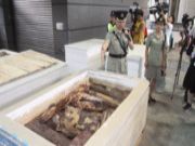掏空石膏板走私 海关检紫檀木值690万