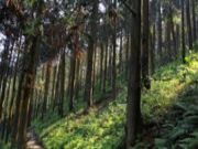 中国香杉文化发源地