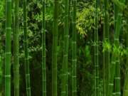重点关注 | 竹林康养产业大有可为