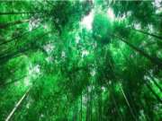 重点关注 | 竹林生产经营问答手册50问