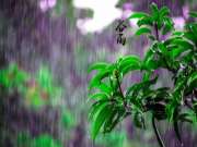 谷雨丨清风细雨润万物，安氏亚森板材让家尽情呼吸