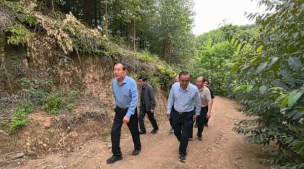 鲁丽集团董事长薛茂林到湖南鲁丽自培育林地视察