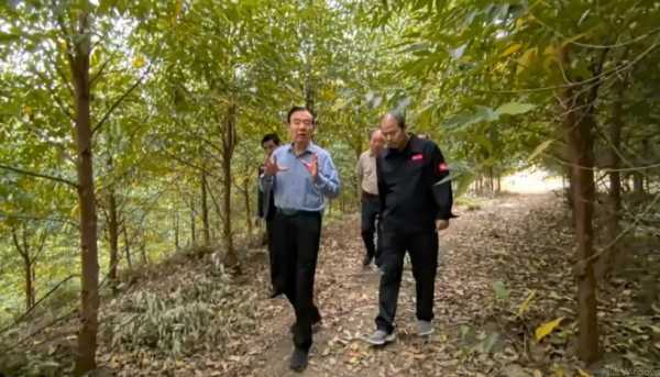 鲁丽集团董事长薛茂林到湖南鲁丽自培育林地视察