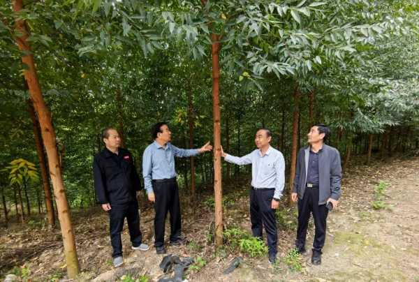 鲁丽集团董事长薛茂林到湖南鲁丽自培育林地视察