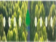植此青绿正当时，绿色发展向未来：丰林集团二十六年造林实践之路