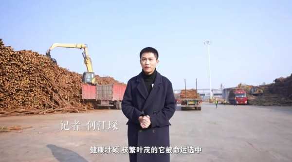 《“新”欣向荣——聚焦永州新质生产力》：从一棵树到一个家 看鲁丽木业如何追“绿”