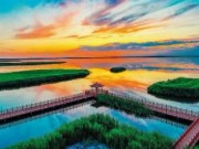 “芦花”绽放在习总书记牵挂的这片“海”