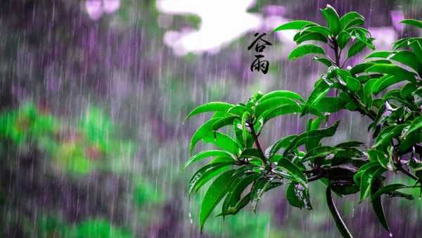 谷雨丨清风细雨润万物，安氏亚森板材让家尽情呼吸