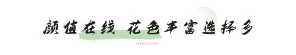 雪宝PET门板，家装热宠，助力高颜值高品质家居打造