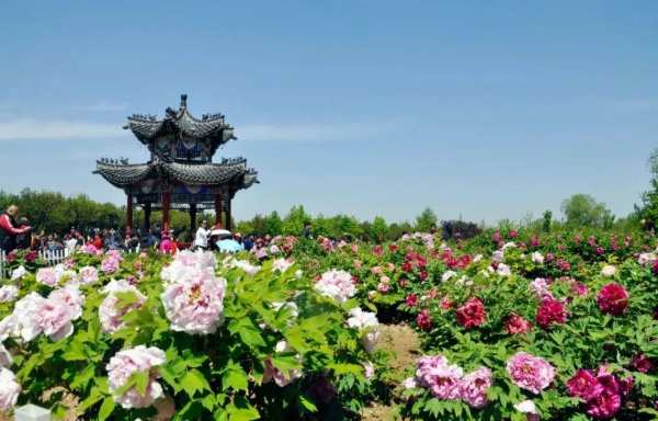 隆饰板材进驻牡丹园，最 好展示，最 佳分享！