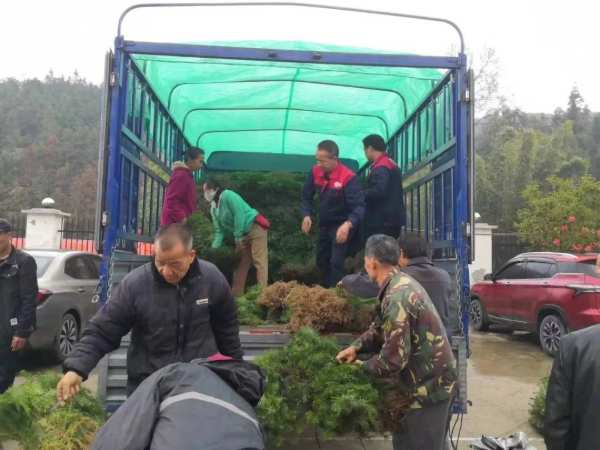 以树助力乡村振兴，7万株香杉苗赠村民