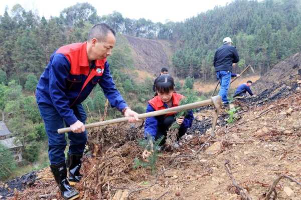 以树助力乡村振兴，7万株香杉苗赠村民