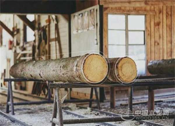 蓝果树板材：乘创新之风，插上品牌腾飞翅膀