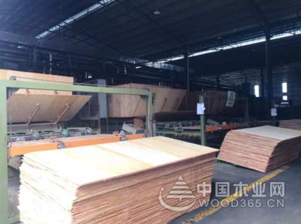 喜迎贵客 广西钦州市委书记许永锞莅临伟新集团佳昌木业