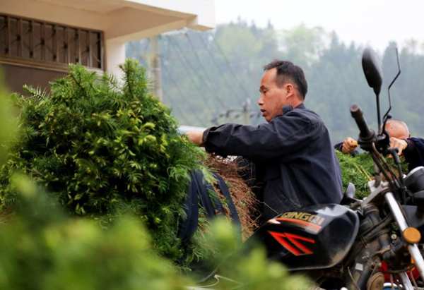 十大生态板壮象捐赠树苗助力乡村振兴！