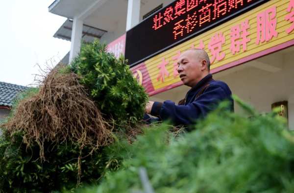 十大生态板壮象捐赠树苗助力乡村振兴！