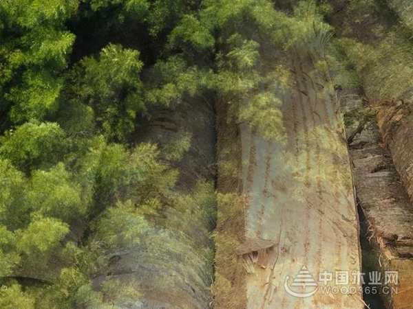 喜报 | 大王椰板材荣膺“匠心板材十大品牌”“行业影响力板材十大品牌”！