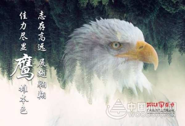 优才招募|佳力板材衣柜“城市伙伴”等你携手同行
