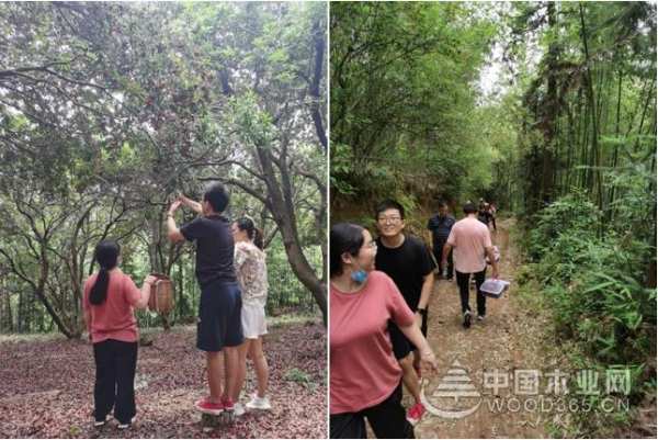 感恩回馈，客户至上！兔宝宝全屋定制举办VIP杨梅采摘节