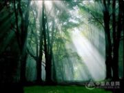 兔宝宝装修板材|花1分钟了解它 给你一个放心的家！