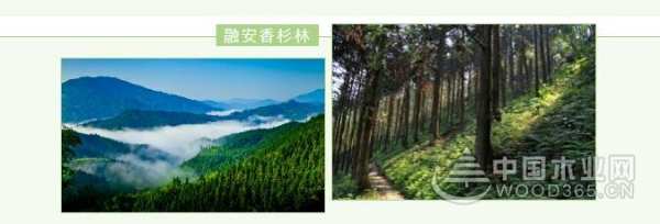 穿越千年的香杉