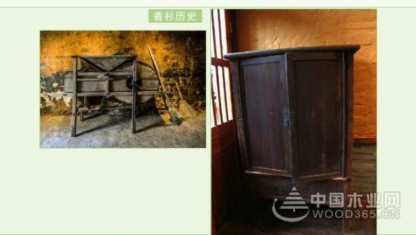 穿越千年的香杉