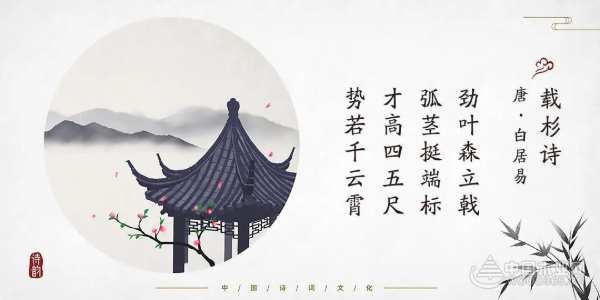穿越千年的香杉
