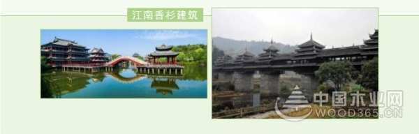穿越千年的香杉