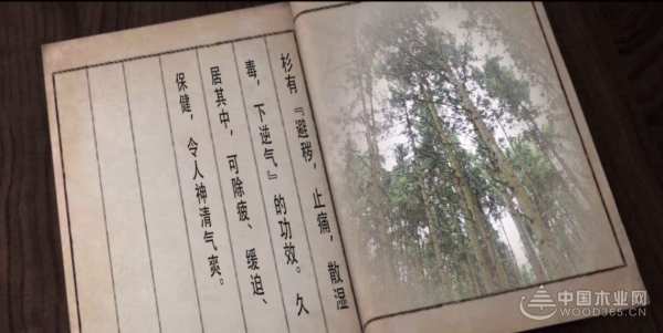 穿越千年的香杉