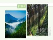穿越千年的香杉