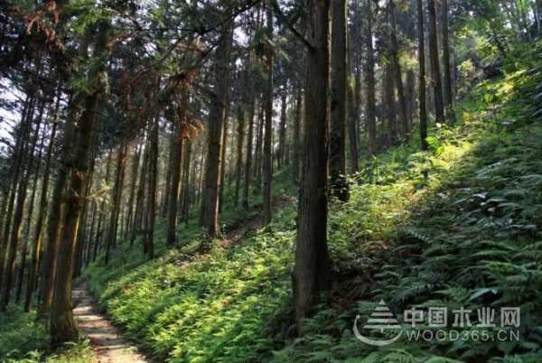 壮象胜诉 香杉商标侵权之争高院一槌定音