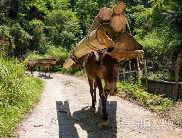 壮象胜诉 香杉商标侵权之争高院一槌定音
