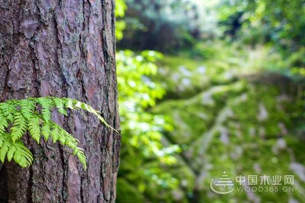 莫干山地板的金秋告白：我给你的，和别人给你的不一样！