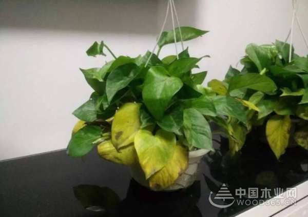 选用大豆胶板，从根源解决家装板材污染问题