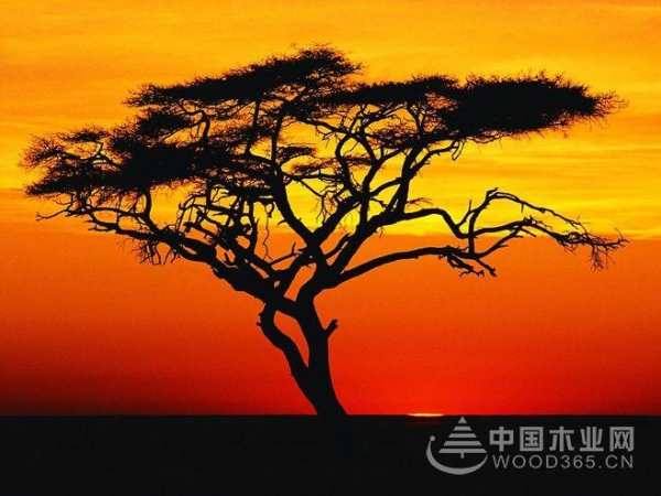 莫干山实木地板-相思木|思念的话儿，我想悄悄地说给你听