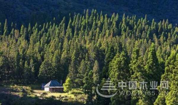 莫干山实木地板-圆盘豆|走进原始神秘的非洲，用心聆听生命的故事
