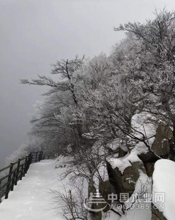 全员蒙山活动——2019群豪木业业务部团建