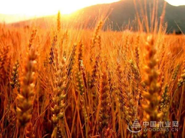 新起点·新跨越|2019，平安树依然不忘初心，仍旧砥砺前行！