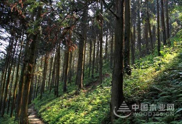 壮象香杉实木板，来自长寿之地的馈赠!