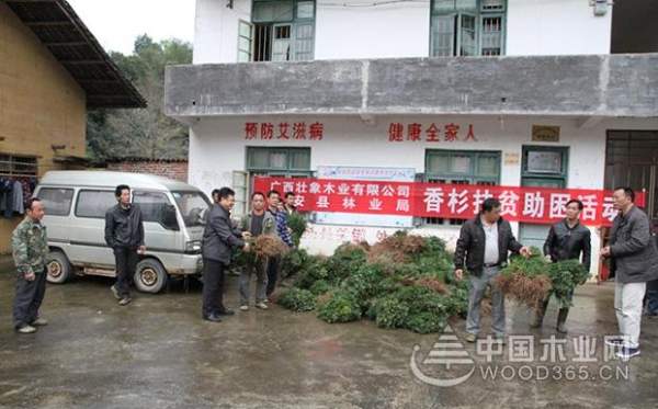 壮象捐苗造林  香杉助民脱贫