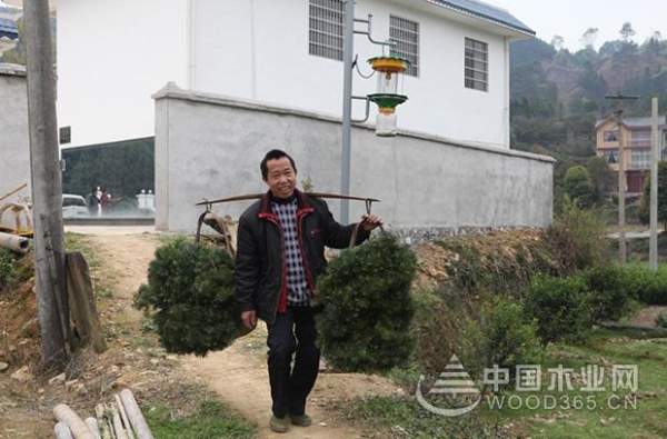 壮象捐苗造林  香杉助民脱贫