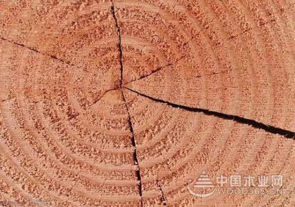 正立：木材干燥过程开裂？这几种应对措施必须知道